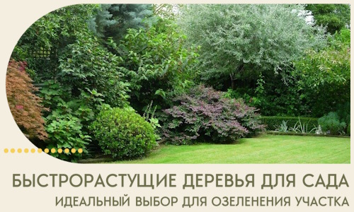 Быстрорастущие деревья для сада идеальный выбор в Владивостоке