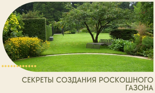 Секреты создания роскошного газона в Владивостоке