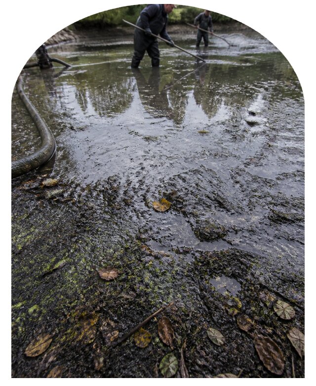 Очистка пруда в Владивостоке от ила мусора и водорослей с вывозом